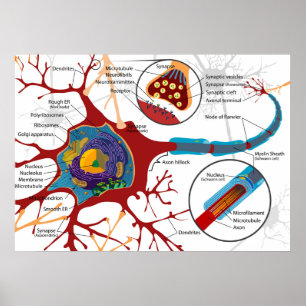Diagram komplett neuroncell nerv nervsystem poster
