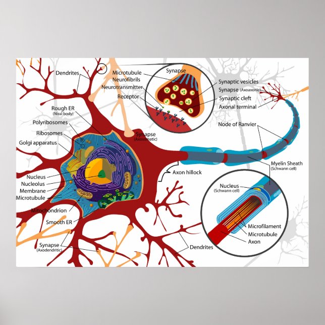 Diagram komplett neuroncell nerv nervsystem  poster (Framsidan)