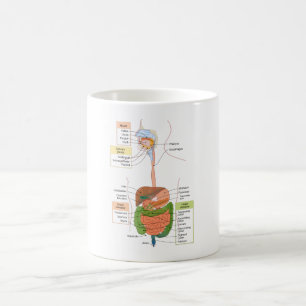 Diagram Mag- tarmkanalen Mag- tarmkanalen Kaffemugg