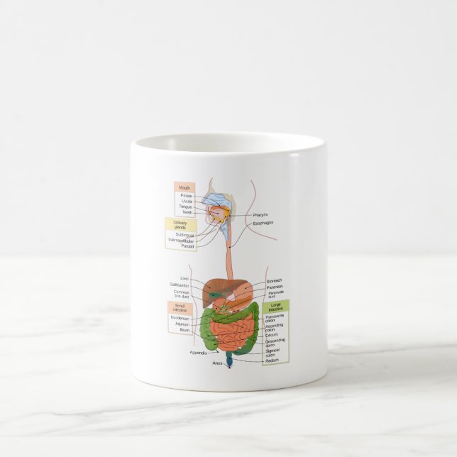 Diagram Mag- tarmkanalen Mag- tarmkanalen Kaffemugg (Center)