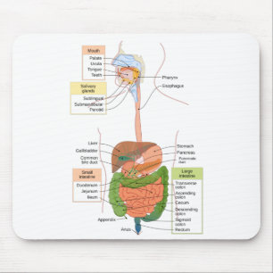 Diagram Mag- tarmkanalen Mag- tarmkanalen Musmatta