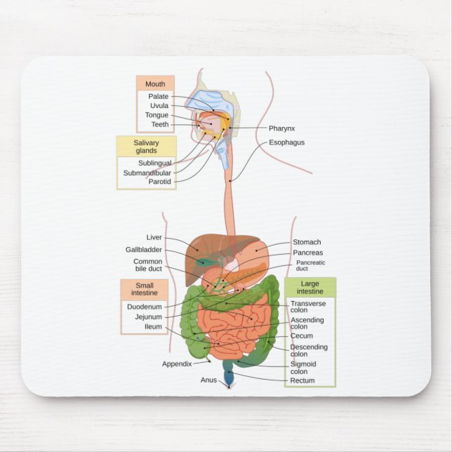 Diagram Mag- tarmkanalen Mag- tarmkanalen Musmatta (Framsidan)