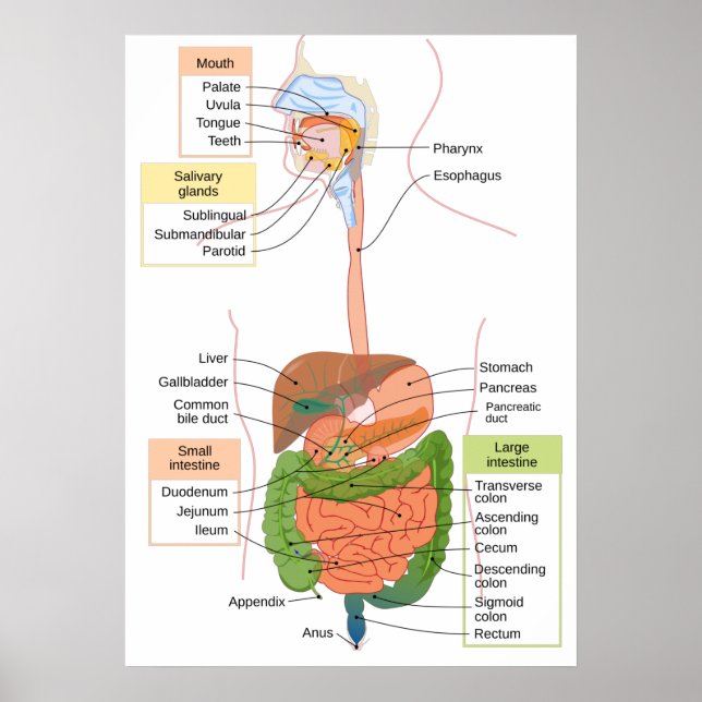 Diagram Mag- tarmkanalen Mag- tarmkanalen Poster (Framsidan)