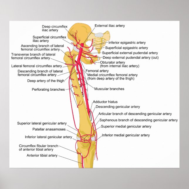 Diagram of the Main Arteries in the Human Thigh Poster (Framsidan)