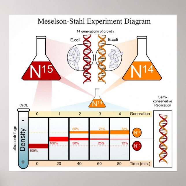 Diagram of the Meselson Stahl Experiment DNA Poster (Framsidan)