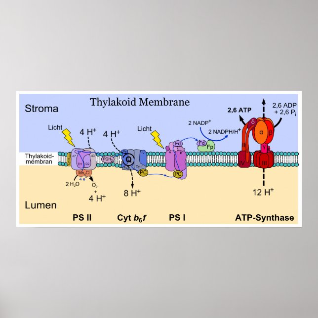 Diagram of the Thylakoid Membrane of Chloroplasts Poster (Framsidan)