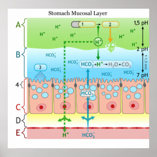 Diagram över Alkaline Mucous Lagrar i stomach Poster