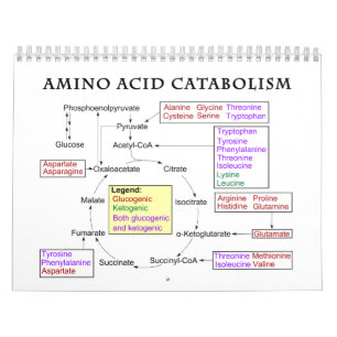 Diagram över Aminosyror Katabolism och nutrition Kalender