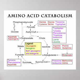Diagram över Aminosyror Katabolism och nutrition Poster