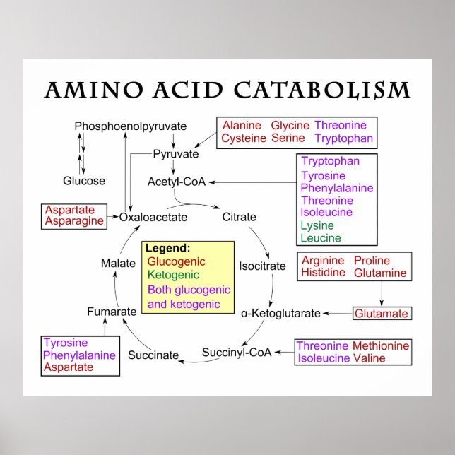 Diagram över Aminosyror Katabolism och nutrition Poster (Framsidan)