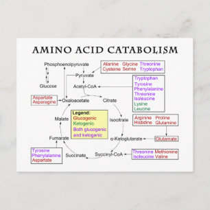 Diagram över Aminosyror Katabolism och nutrition Vykort