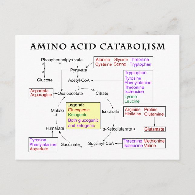 Diagram över Aminosyror Katabolism och nutrition Vykort (Framsida)