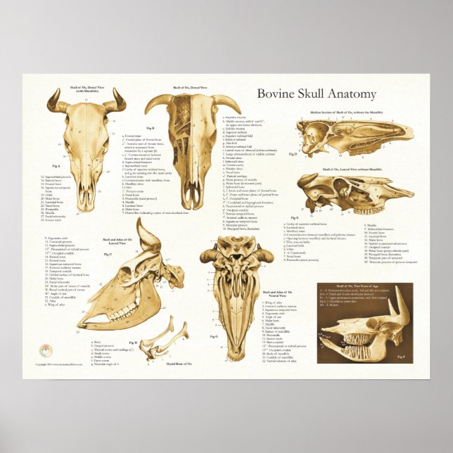 Diagram över anatomi hos nötkreatur poster (Framsidan)