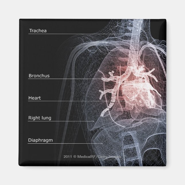 Diagram över andningssystemet och hjärtat magnet (Framsidan)