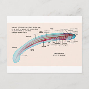 Diagram över arten Larva av havsLamprey Vykort