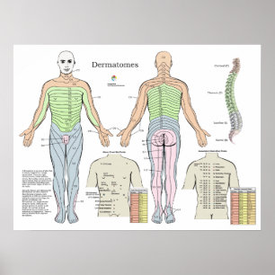 Diagram över bakre akupunktspunkter för Dermatom Poster