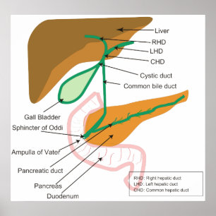 Diagram över bihålan i humant bänsystem poster
