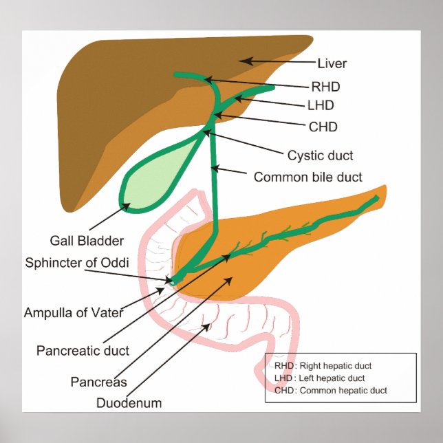 Diagram över bihålan i humant bänsystem poster (Framsidan)