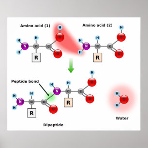 Diagram över bildandet av en Amino Acid Peptide Bo Poster