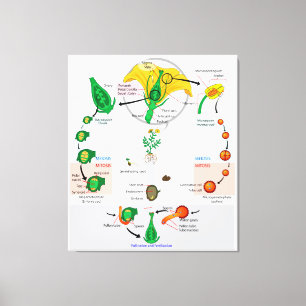 Diagram över blommigtens växtskadegörare för livsc canvastryck