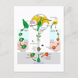 Diagram över blommigtens växtskadegörare för livsc vykort