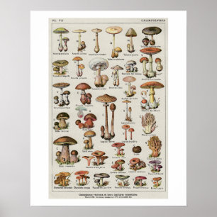 Diagram över botaniska svampar poster