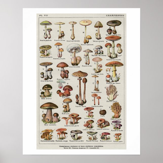Diagram över botaniska svampar poster (Framsidan)