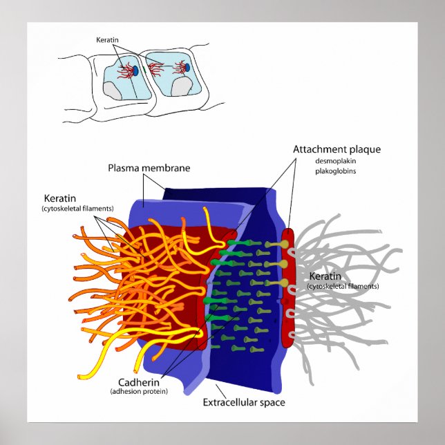 Diagram över cell-till-cell-vidhäftning kallad Des Poster (Framsidan)