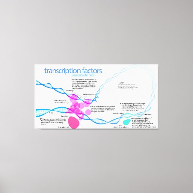 Diagram över cellernas Gentranskriptionsfaktorer Canvastryck (Framsida)
