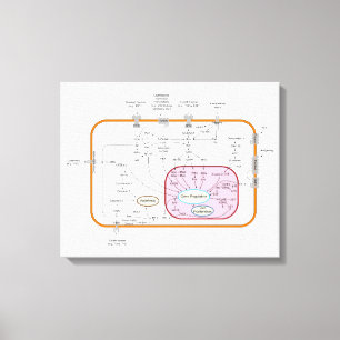 Diagram över cellgensignaltransduktionsvägar canvastryck