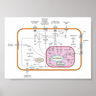 Diagram över cellgensignaltransduktionsvägar poster