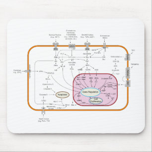 Diagram över cellsignalöverföringsbanor musmatta