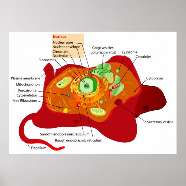 Diagram över cellstrukturen hos en djurcell poster (Framsidan)