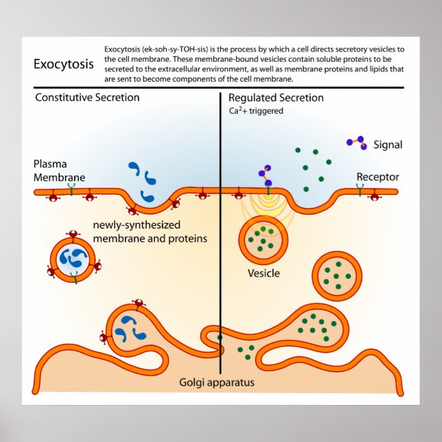 Diagram över cellulär Processaa exocytos Poster (Framsidan)