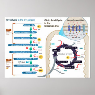 Diagram över cellulär respiration Glycolysis Poste Poster