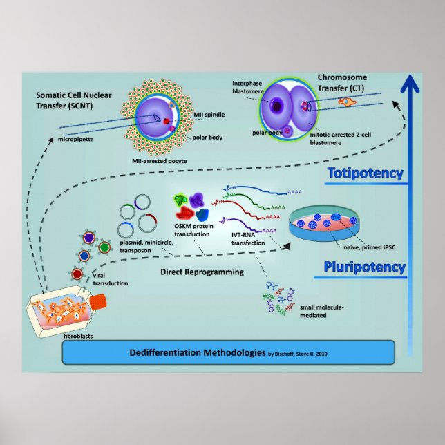 Diagram över cellulära differentieringsmetoder poster (Framsidan)