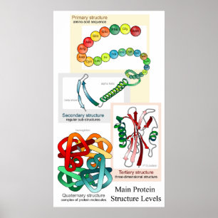 Diagram över de viktigaste proteinstrukturnivåerna poster