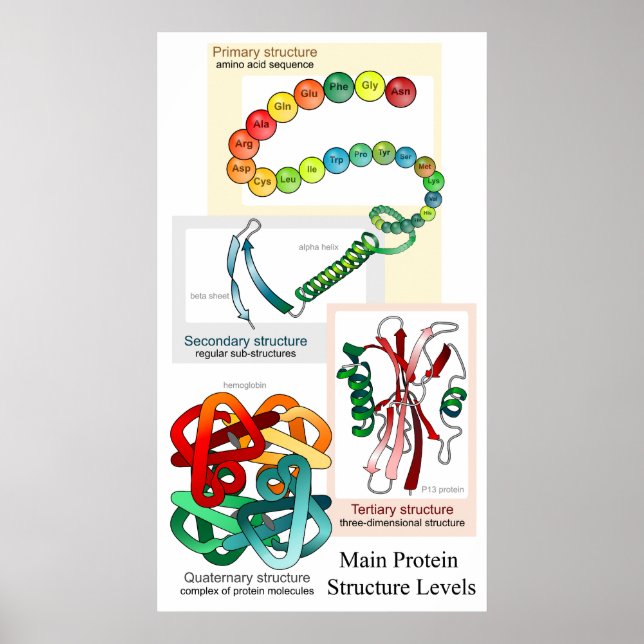 Diagram över de viktigaste proteinstrukturnivåerna poster (Framsidan)