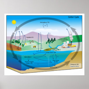 Diagram över den biogeokemiska kolcykeln poster