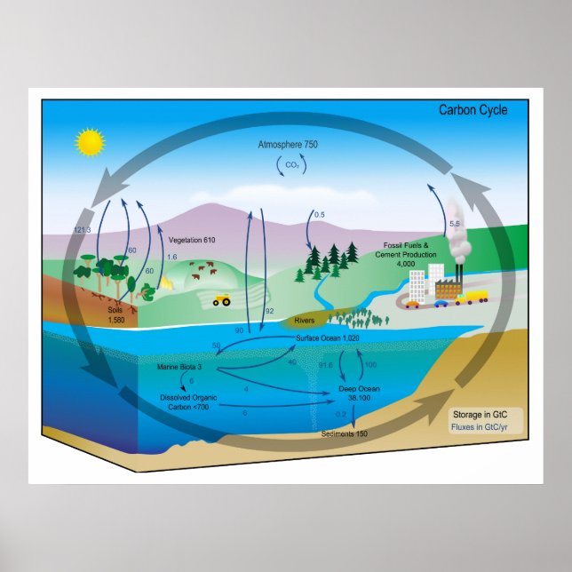 Diagram över den biogeokemiska kolcykeln poster (Framsidan)