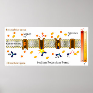 Diagram över den biologiska natriumkaliumpumpen poster