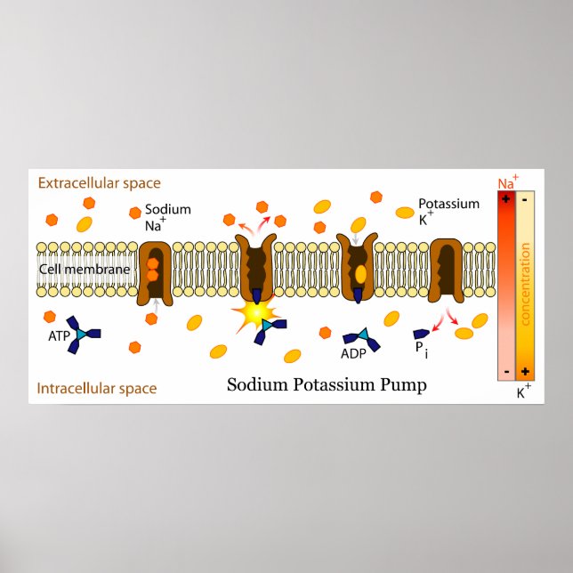 Diagram över den biologiska natriumkaliumpumpen poster (Framsidan)