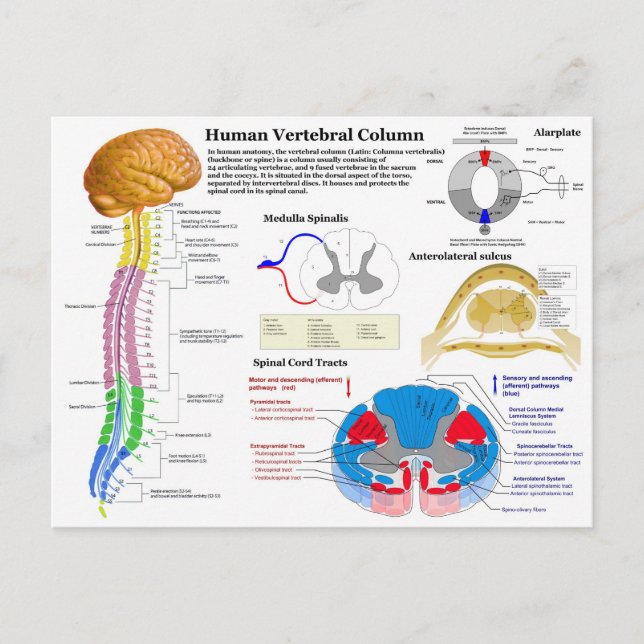 Diagram över den mänskliga kotpelaren vykort (Framsida)