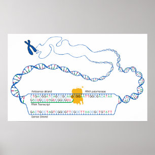 Diagram över DNA-överföring Skapande en RNA-kopia Poster