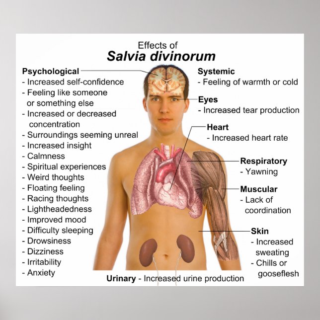 Diagram över effekterna av Salvia Divinorum Plant Poster (Framsidan)