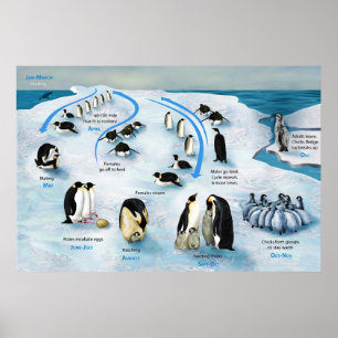 Diagram över en livscykel för kejsar Penguin Poster