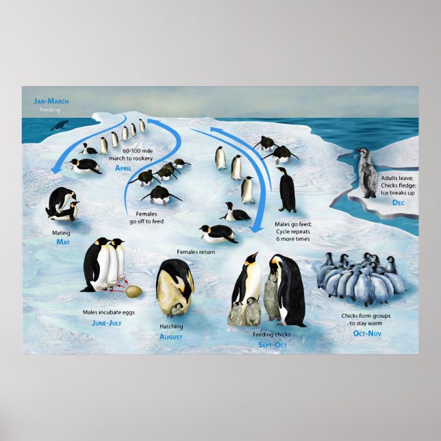 Diagram över en livscykel för kejsar Penguin Poster (Framsidan)