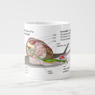 Diagram över en vanlig Garden Snigel (Helix asper Jumbo Mugg