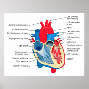 Diagram över enskilda delar av humant hjärta poster