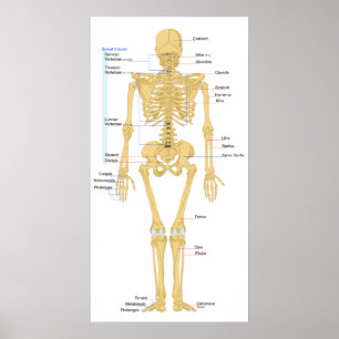 Diagram över ett kvinnligt skeletonbakslag på männ poster
